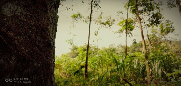 Close-up of trees growing in forest against sky