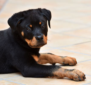 Portrait of black dog sitting on floor