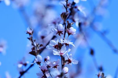 Close-up of cherry blossom against blue sky