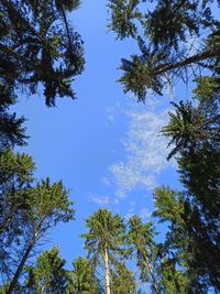 Low angle view of trees against blue sky