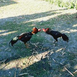 High angle view of ducks on field