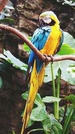 Close-up of birds on blue wall