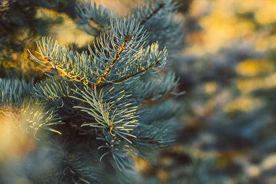 Close-up of pine tree