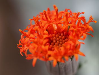 Close-up of orange flower against white background