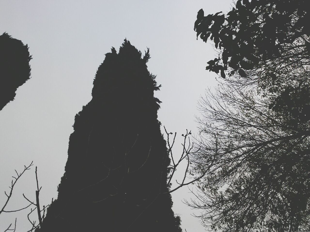 low angle view, clear sky, tree, silhouette, branch, sky, nature, tranquility, tree trunk, copy space, beauty in nature, outdoors, growth, no people, bare tree, tranquil scene, day, scenics, dusk, sunlight