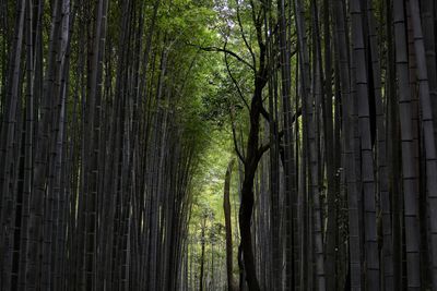 Bamboo trees in forest