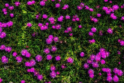 Pink flowers blooming on field