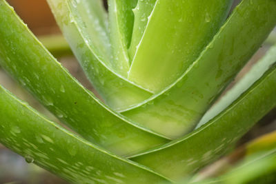 Full frame shot of succulent plant