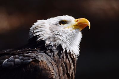 Close-up of eagle at night