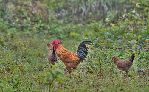 Group of animals on field