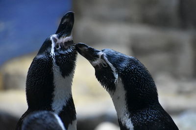 Humboldt penguins