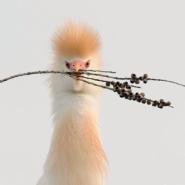 animal themes, clear sky, copy space, studio shot, white background, low angle view, bird, one animal, white color, flower, stem, wildlife, nature, no people, cable, close-up, domestic animals, day, animals in the wild, fragility