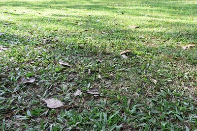 High angle view of leaves on field