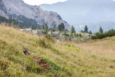 View of sheep on grassy field