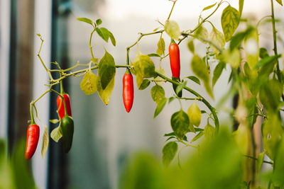 Close-up of red chili peppers on plant