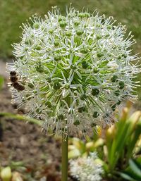 Close-up of white flowering plant on field