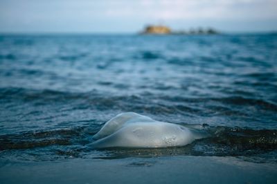 View of turtle in sea