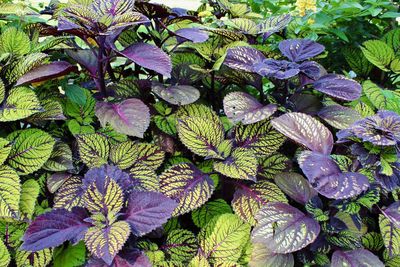 High angle view of purple flowering plant leaves