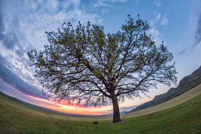 Bare tree on landscape against sky
