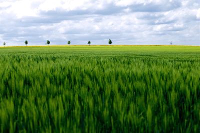 Scenic view of wheat field against sky