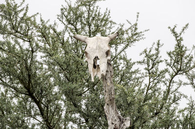 Low angle view of a tree