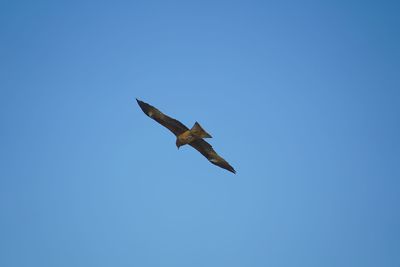Low angle view of a bird flying