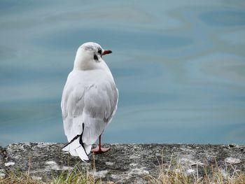 Seagull perching on lakeside