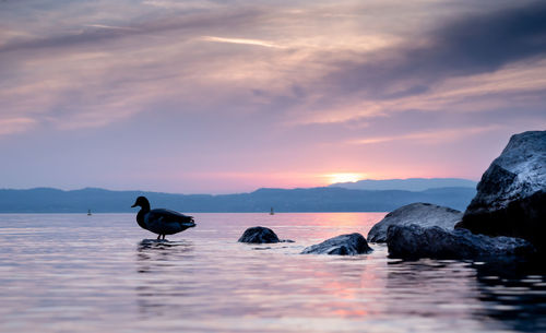 Ducks on rock in sea against sky during sunset