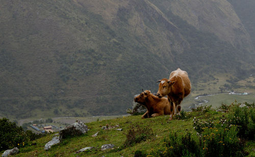 View of a horse on mountain