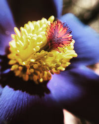 Close-up of yellow flowering plant