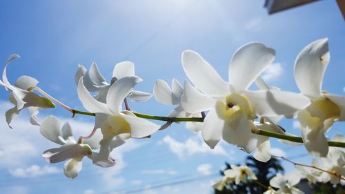 Low angle view of fresh flowers against sky