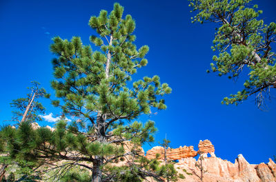 Low angle view of trees against blue sky