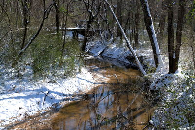 Stream amidst trees in forest during winter