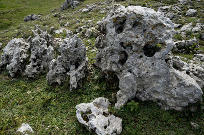 Moss on rocks in field