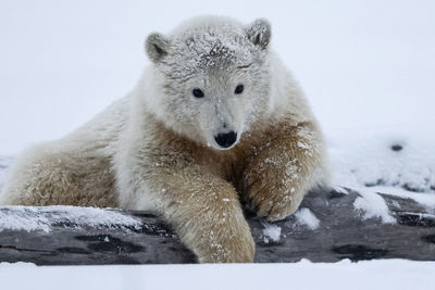 Portrait of sheep on snow