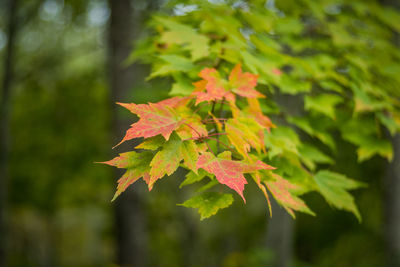 Close-up of maple leaves on tree