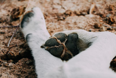 Close-up of two cats sleeping on field