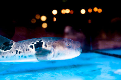 Close-up of fish in sea