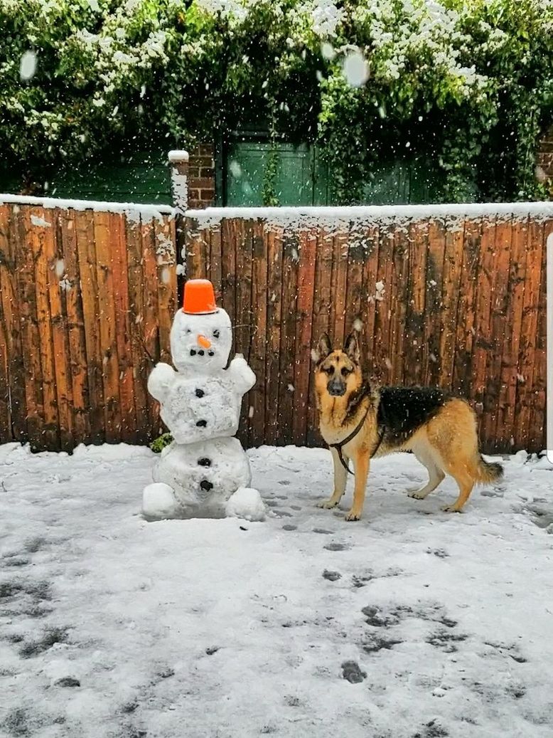 snow, cold temperature, winter, weather, outdoors, nature, dog, day, no people, mammal, pets, animal themes, tree, domestic animals, portrait