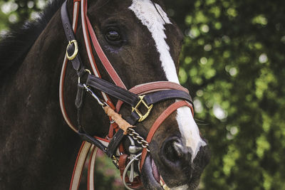 Close-up of brown horse