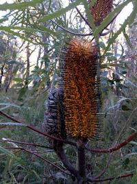 Close-up of pine cone on tree in forest
