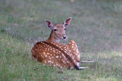 Portrait of deer lying on field