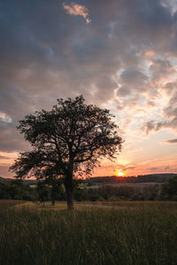 Tree on field against sky during sunset