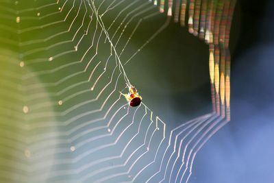 Close-up of spider and web against blurred background