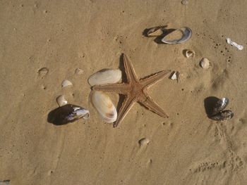 View of an animal on beach