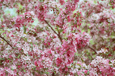 Close-up of pink cherry blossom tree