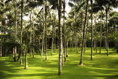 Trees growing on golf course