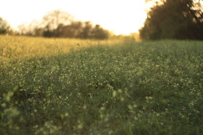 Surface level of grassy field