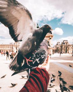 Close-up of seagull against sky