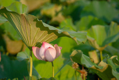 Close-up of pink flowering plant